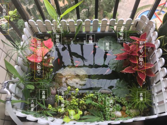 「龟龟环境篇」沼泽过滤(bogfilter):一种原生态水处理技术