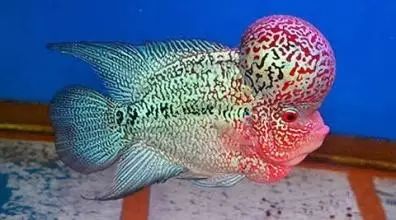 罗汉鱼刚起头需要怎么养,罗汉鱼饲养者怎么养