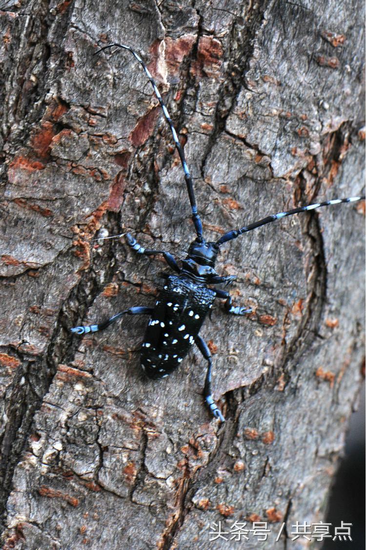 初秋南太行——天牛四种