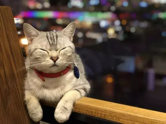 书店街卖的猫,书店猫