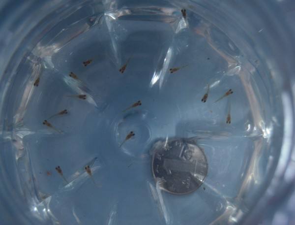 网上卖孔雀鱼鱼苗,孔雀鱼鱼苗可以买吗