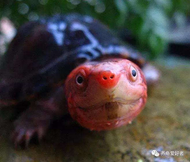 进口红面蛋龟和小种红面蛋龟区别,头盔蛋龟和红面蛋龟哪个值得入手