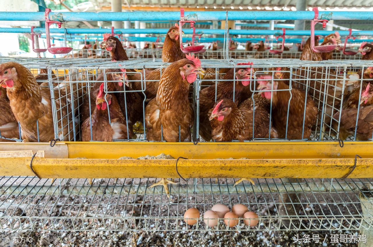 夏季养鸡高发鸡病,雨后鸡生病