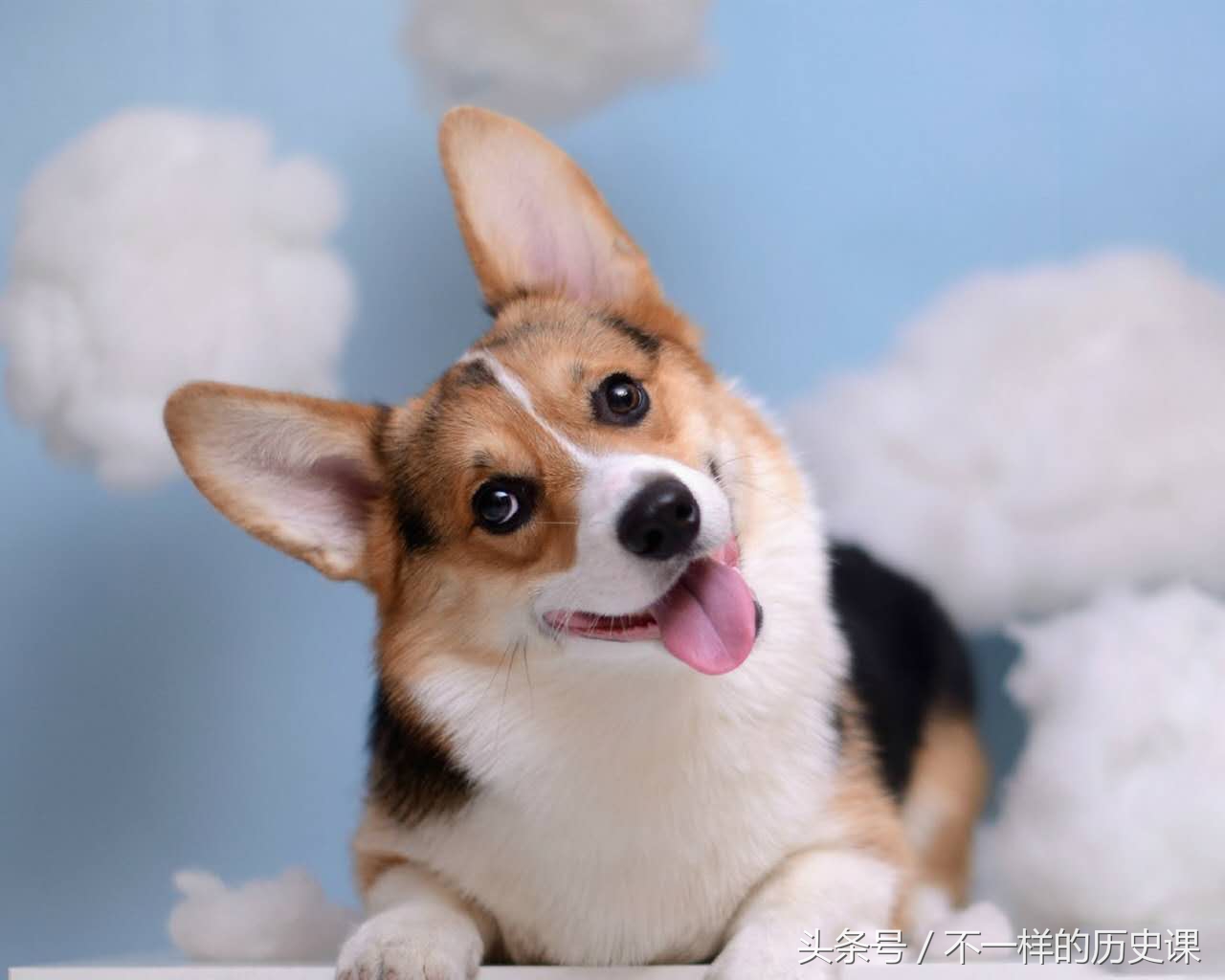 古代的时候人被狗咬了怎样治疗,古人被狗咬伤如何防狂犬病