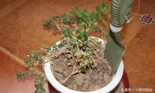 养花技巧盆土保持湿润法,养花盆土干了怎么办