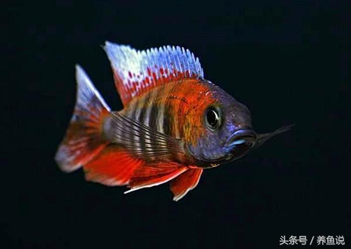 三湖慈鲷肠胃疾病治疗,三湖慈鲷常见病