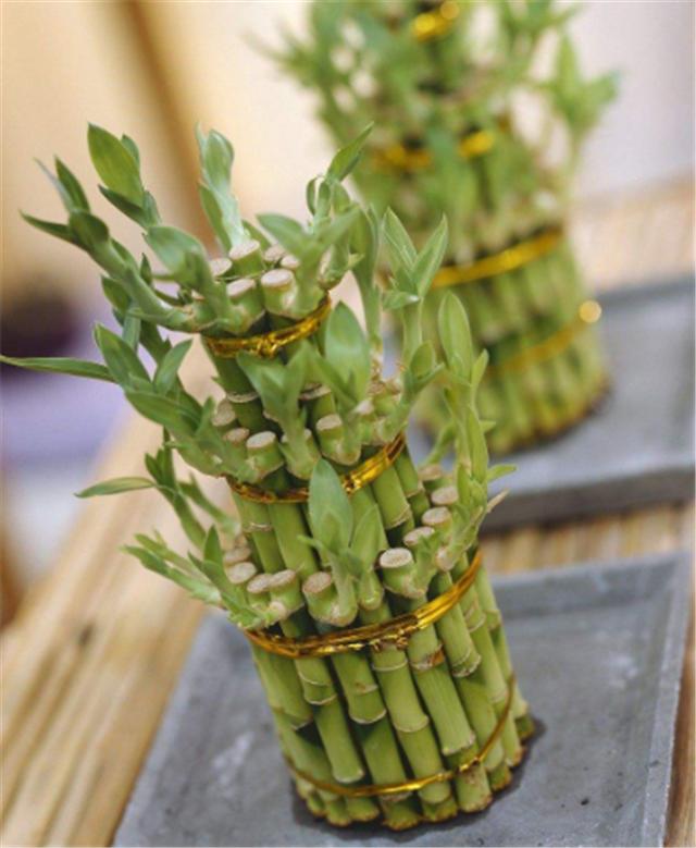 水培富贵竹生根了，如何换水，其实很简单！