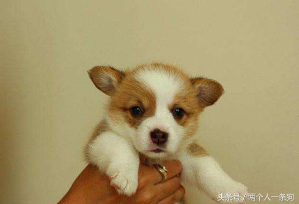 柯基幼犬到家几天会出现生病,柯基幼犬到家生病了怎么治