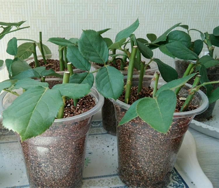 月季扦插长出愈合组织成活了吗,扦插月季有几天不黑杆就算成活