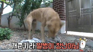 流浪狗收养后如何训练,收养流浪狗怎么训练