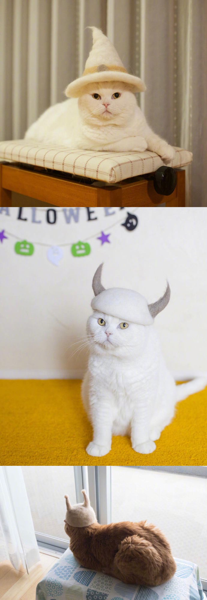 宠物掉毛怎么去除,宠物掉毛如何打理毛发毛囊