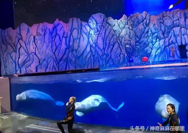 珠海长隆旅游攻略3天自由行,亲子游珠海长隆一日游攻略