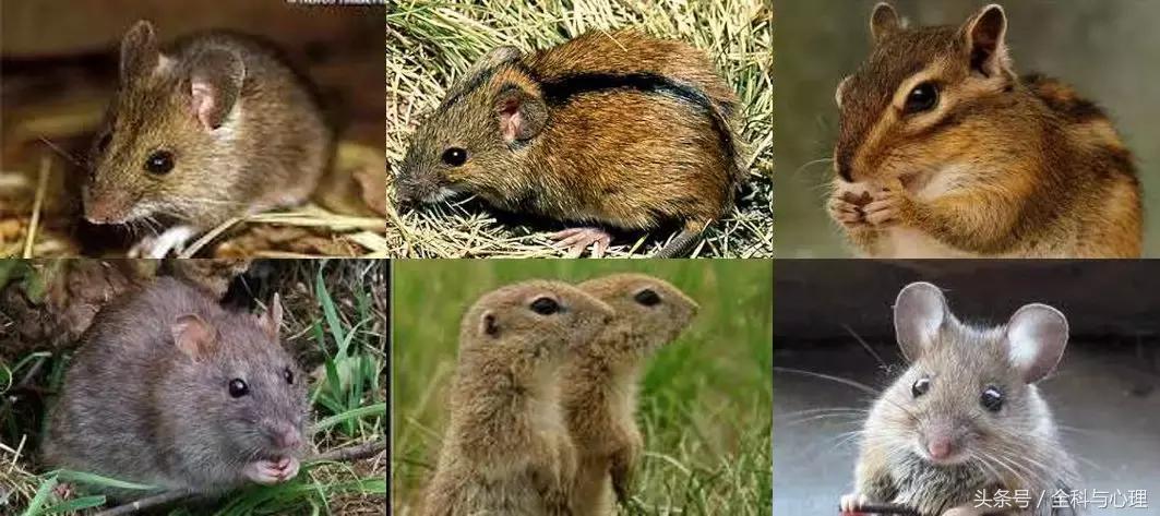 被老鼠咬和被仓鼠咬有区别吗,仓鼠被老鼠咬了会不会有狂犬病