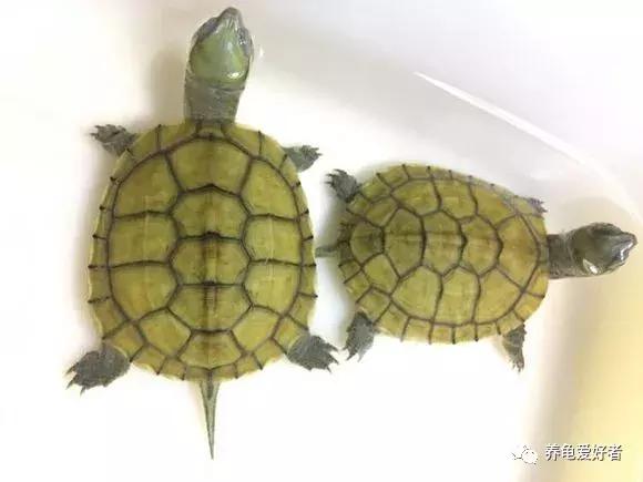 混养龟互咬,一只龟咬另一只龟的尾巴