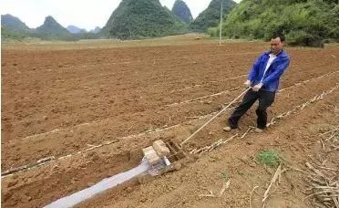 行距1.4米的甘蔗种植技术,黑甘蔗种植技术和什么时候施肥