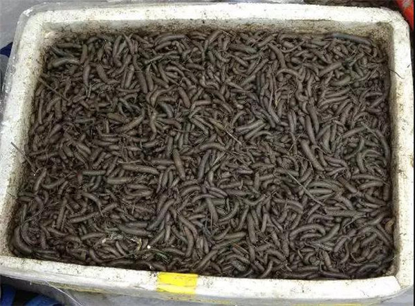 温州暗黑系小吃,温州十大暗黑美食排行榜