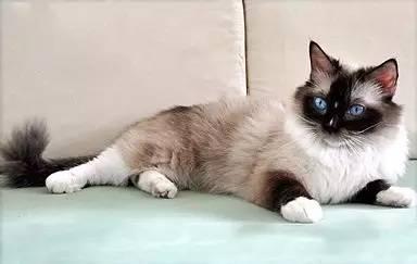 如何分辨是不是新版布偶猫,如何分辨是否是布偶猫