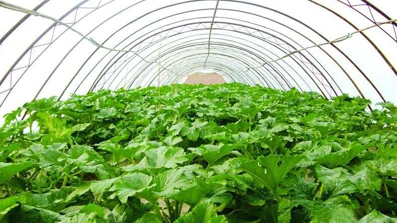 水果树羊粪和鸡粪哪个施肥效果好,鸡粪和羊粪种粮食哪个做肥料更好