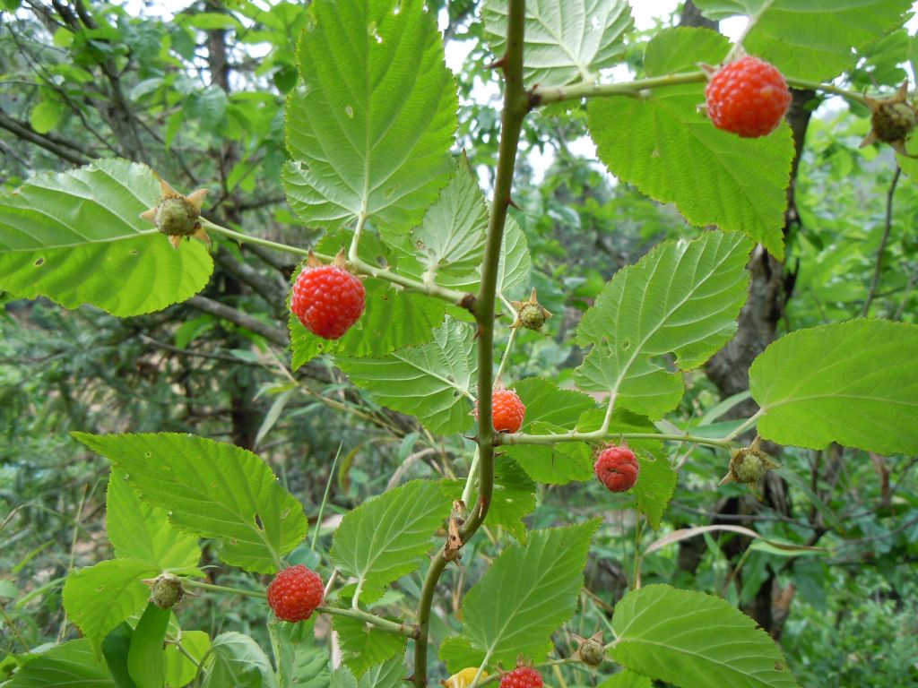 说文解字第222课,说文解字第297课