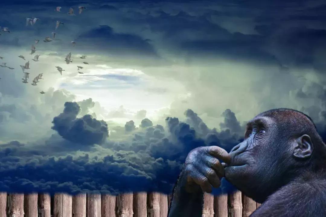 一道「红玉茶香熏鸡」引发的思考