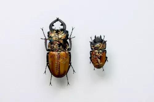 甲虫真是一种自带复古美感的生物,甲虫珍贵吗