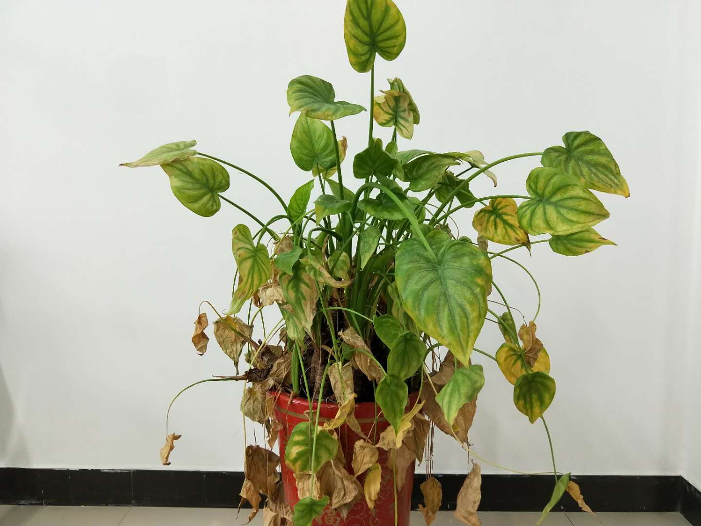 滴水观音的叶片边缘发黄怎么回事,滴水观音叶片发黄干用什么药