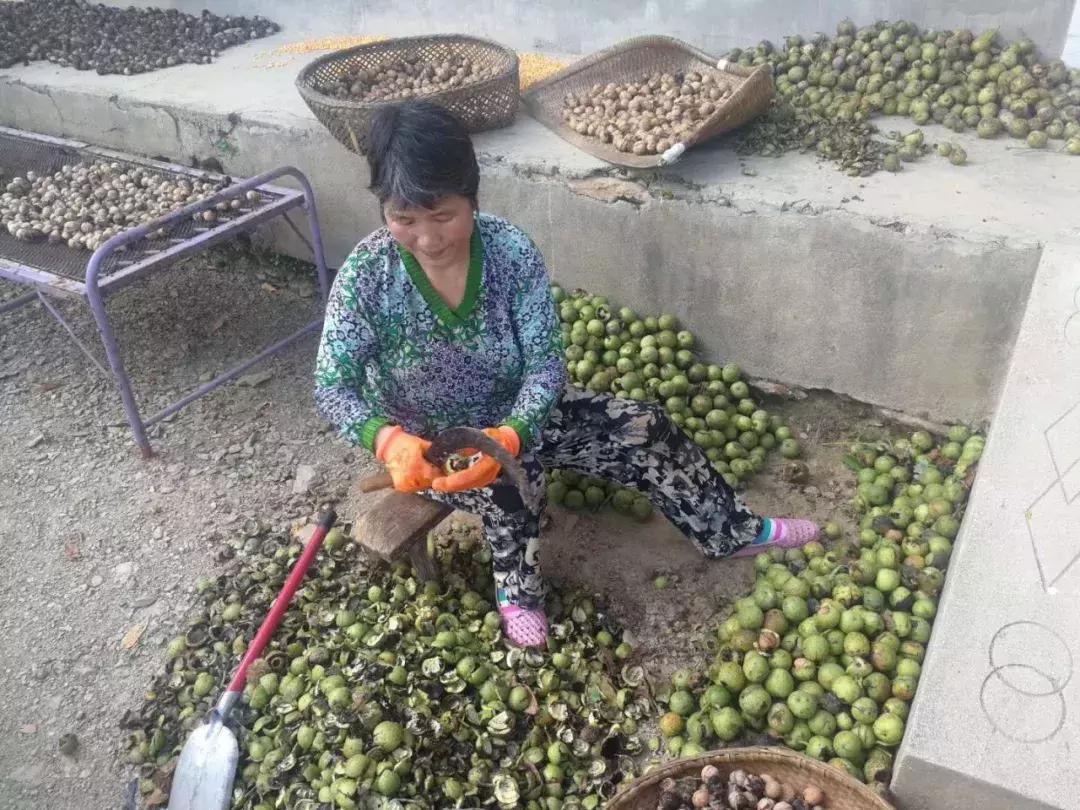 青皮核桃小时候的味道,青皮核桃是哪里特产