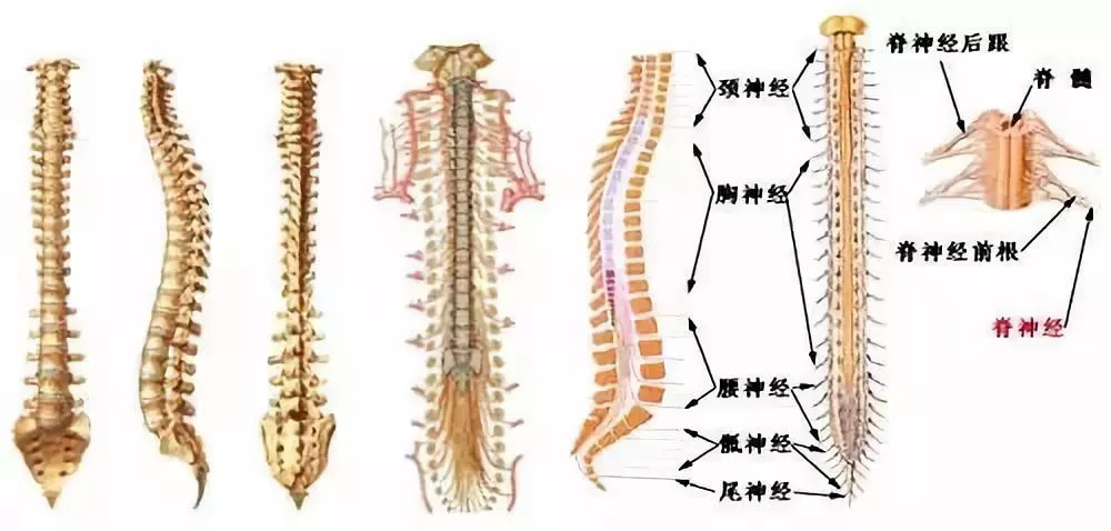 腰椎间盘突出压迫神经大小便失禁,腰椎间盘突出术后大小便失禁半年