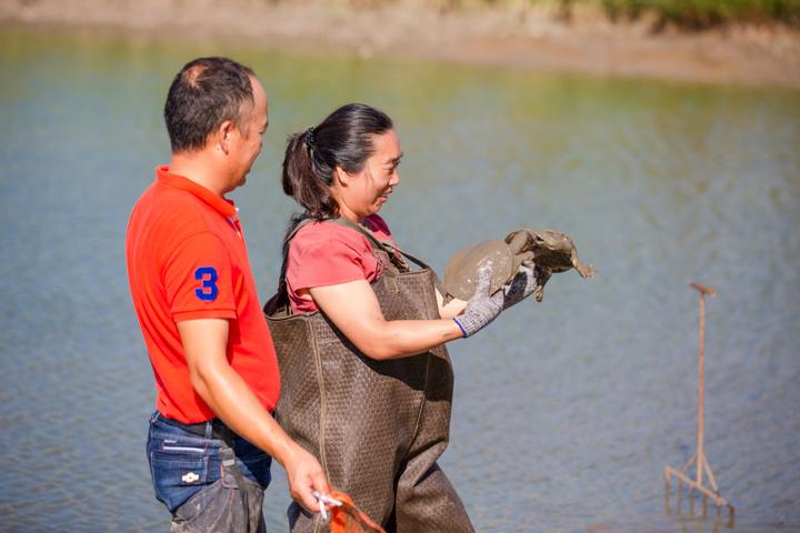 慈溪杭州湾甲鱼,浙江高端生态甲鱼