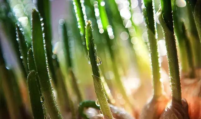 什么野菜养生最好吃,野菜纯天然有营养你知道怎么吃吗