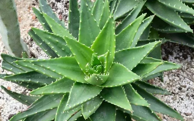 夏天多肉植物遮阳防晒神器,大树芦荟的功效与作用