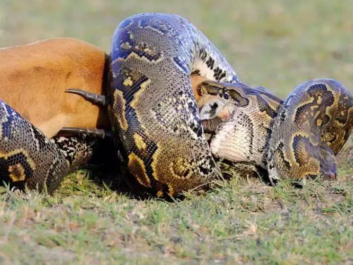 蛇和蟒和蚺都是什么物种,蛇蟒蚺蛟的区别