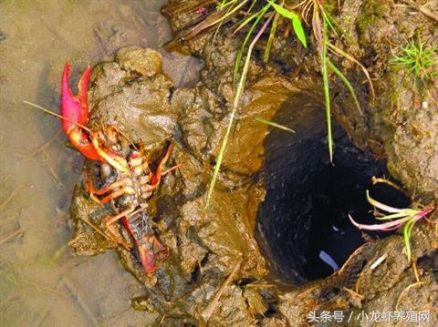 小龙虾苗种繁殖与养殖,小龙虾幼苗如何管理