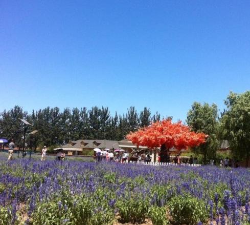 蓝调庄园地址北京,蓝调庄园在北京哪里