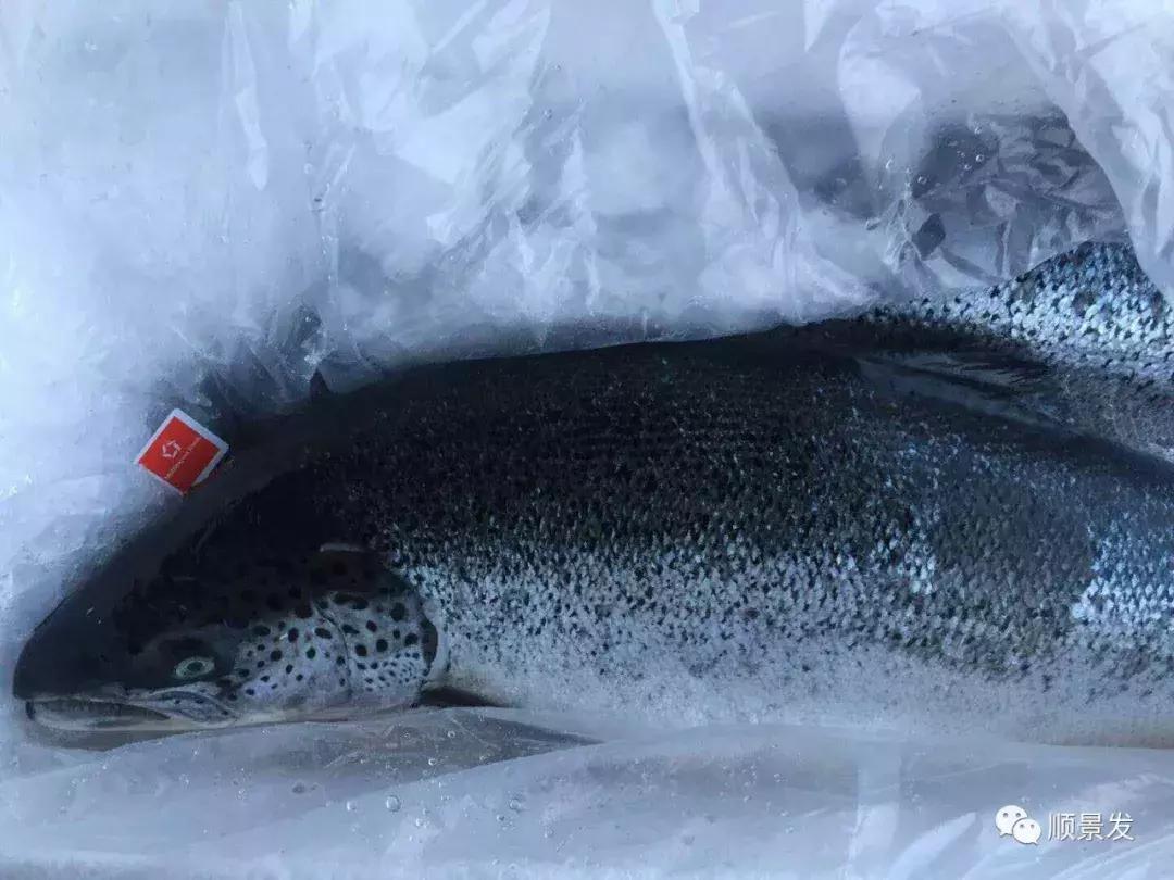 顺景发集团荣获“2018中国三文鱼十大最具影响力进口商”