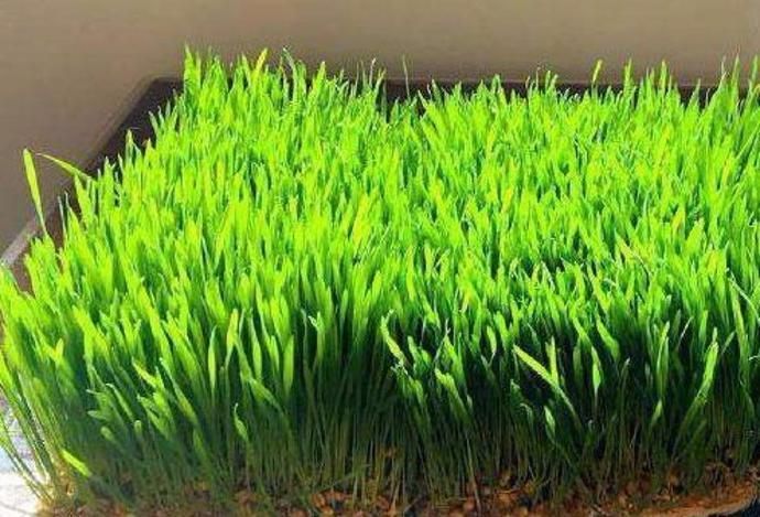 在家种菜不用土的方法,如何不用土就可以种菜