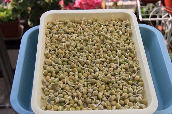 在家种菜不用土的方法,如何不用土就可以种菜