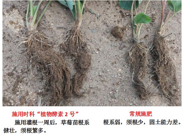 植物酵素研究现状,植物酵素真实反馈