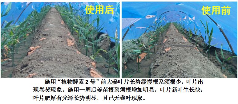 植物酵素研究现状,植物酵素真实反馈