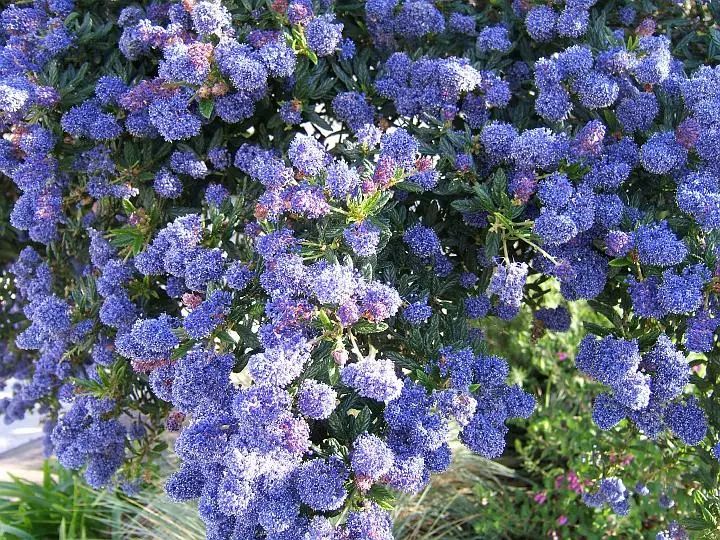 好种植的藤本植物,45种植物图片