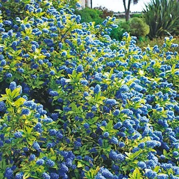 好种植的藤本植物,45种植物图片