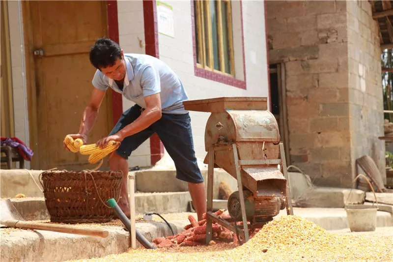 金竹最近发生什么事,金竹死了怎么救活