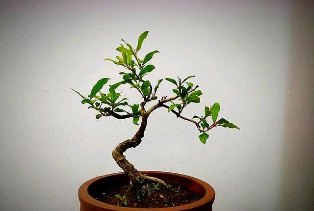 石榴树种盆里方法,石榴树栽盆里怎么种