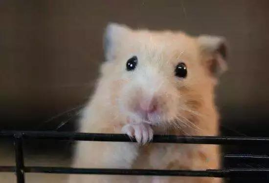 地球上10大最好的家庭伴侣犬,地球上养的宠物有哪些