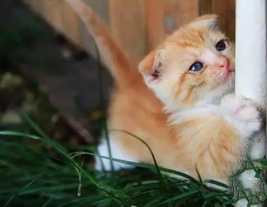 地球上10大最好的家庭伴侣犬,地球上养的宠物有哪些