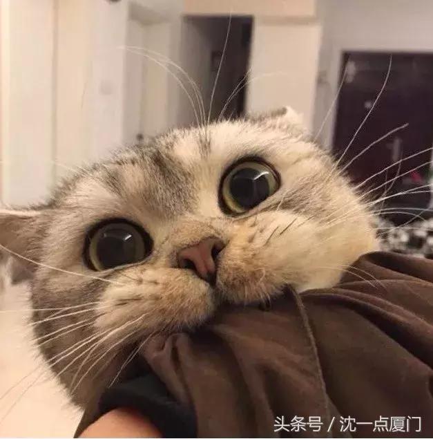 lv香奈儿gucci包包价格款式,lv香奈儿迪奥gucci哪个最贵