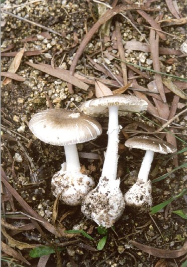 青海毒蘑菇图鉴,常见毒蘑菇图鉴福建