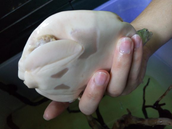 科普龟类知识视频展示,所有龟鳖类动物