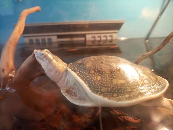 龟鳖目动物大全及图片,所有龟鳖类动物