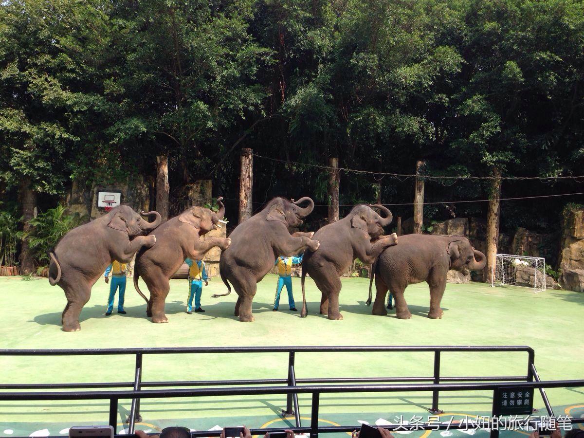 考拉最多的动物园,长隆动物园考拉园